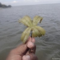 Enhalus acoroides (L.f.) Royle